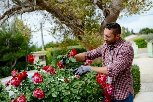 Operative preparing to trim a hedgerow in an urban garden